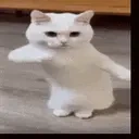 eo_catDance emote for Discord