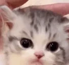 er emote for Discord