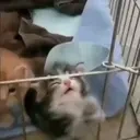 epy emote for Discord