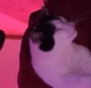 EpsonYawn emote for Discord