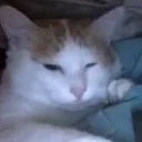 eqseePuff emote for Discord