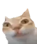 ermSon emote for Discord