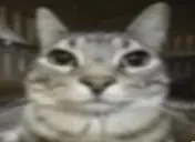 ermFoggy emote for Discord