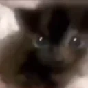 ErmWhatTheFlip emote for Discord