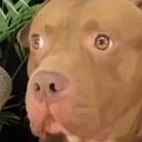 Erf emote for Discord