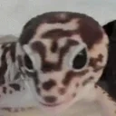 ErosChomp emote for Discord