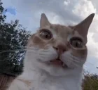 ermCat emote for Discord