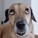 ErrmDog emote for Discord