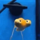 ermergerd emote for Discord