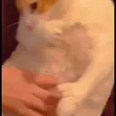 eren emote for Discord