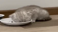 est emote for Discord