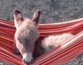 Essek emote for Discord