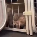 escape emote for Discord