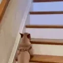 escadinha emote for Discord