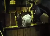 EshakTalking emote for Discord