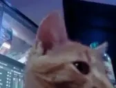 ElmuchaWhat emote for Discord