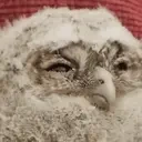 ElderOwl emote for Discord