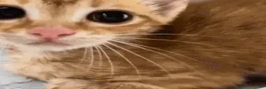 elgo emote for Discord