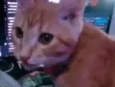 ElmuchaWatching emote for Discord