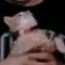 ElmuchaPaws emote for Discord