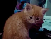 ElmuchaYawn emote for Discord