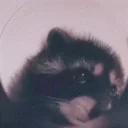 ElmoEnot emote for Discord