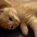 ElmuchaPet emote for Discord