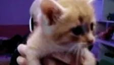 ElmuchaMya emote for Discord