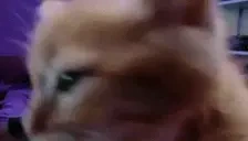 ElmuchaEyes emote for Discord