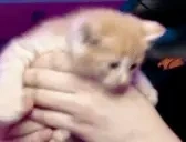 ElmuchaMEOW emote for Discord