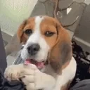 EllaChew emote for Discord