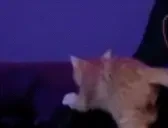 ElmuchaCome emote for Discord