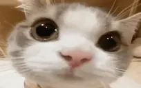 em emote for Discord