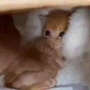 emert emote for Discord