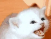 emily emote for Discord