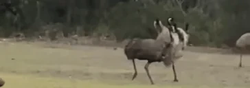 EmuRun emote for Discord