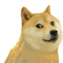 emoteadoge emote for Discord