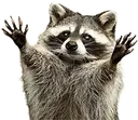 emotearacoon1 emote for Discord