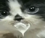 emm emote for Discord