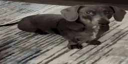 emm emote for Discord