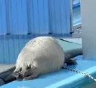 emSry emote for Discord