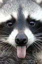 emotional_trashpanda emote for Discord