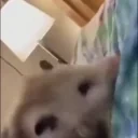 excited emote for Discord