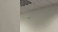 EYYBOSS emote for Discord