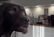 EYOO2 emote for Discord