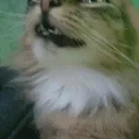 ezgif19163e67c8b emote for Discord