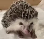 ezhik emote for Discord