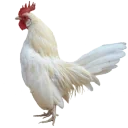 ezgif11daa8b2db7 emote for Discord