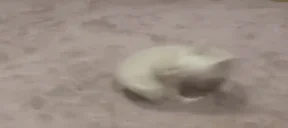 ezgif7c11b536a74 emote for Discord