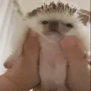 Ezh_nya emote for Discord